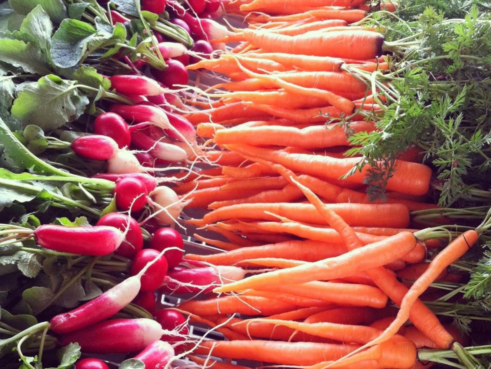 Granite Springs Farm photo 20