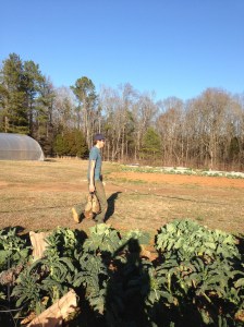 Austin moving rocks that will hold down row cover.